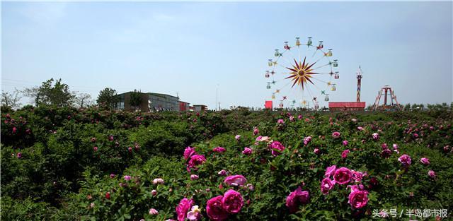 即墨灵山玫瑰节5月1日开幕，3000多亩“爱情花”等你来赏