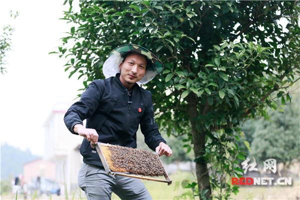 郴州“蜜蜂哥”：养蜂助贫困乡亲过上甜蜜生活