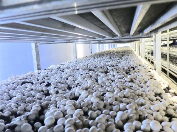 沪郊“蘑菇大王”陈林根：带领农民种菇致富，做大做强“蘑菇小镇”