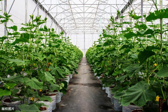 温室迷你小黄瓜栽培技术，掌握好黄瓜生长环境，以下几点不妨看看