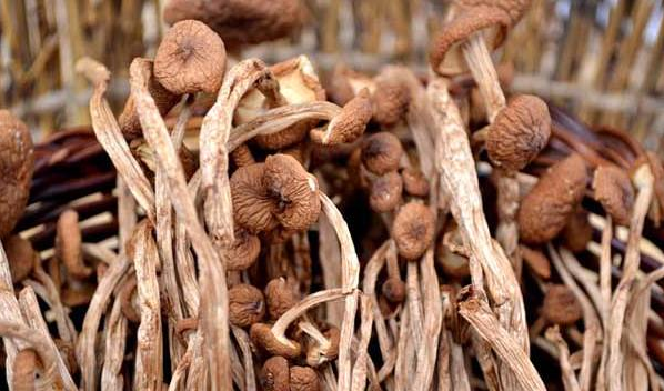 高产茶树菇需要掌握的栽培技术有哪些？