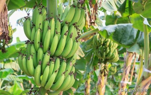 香蕉栽种以及管理方法有哪些？