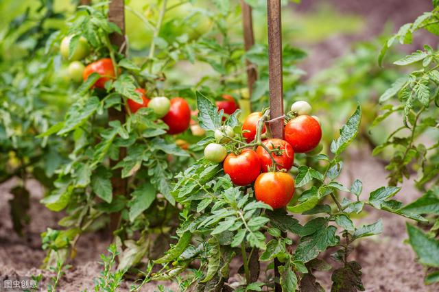夏季种植西红柿，肥水管理很重要，影响越夏就晚了