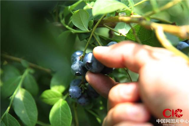 山东青岛：西海岸新区蓝莓种植达9.6万亩 年产值达11.67亿元