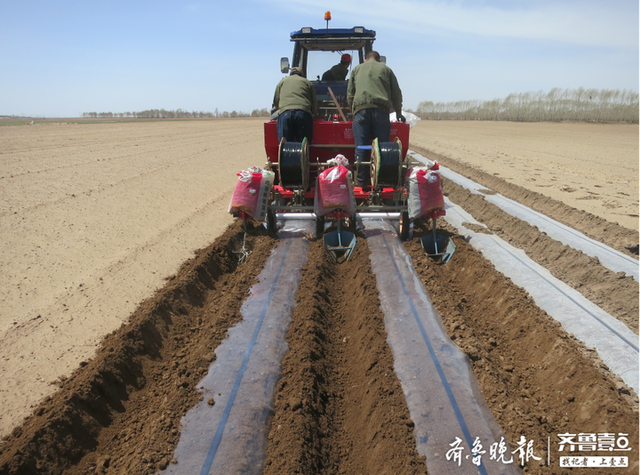 机器种地一机顶十人！胶州土豆播种机让农忙变“农闲”