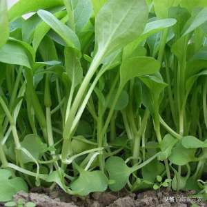 小白菜芽苗菜种植方法(伏天种植小白菜，幼苗只长高，不长叶怎么办？是什么原因产生的？)