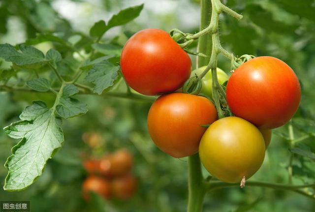 晚秋西红柿栽培技术，种植起来也没有那么难，爱吃的进来瞅瞅吧