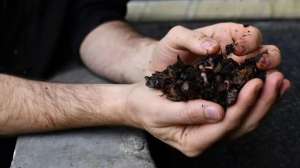 云南豆种植技术(今晚说说精品咖啡的种植方式。 也说说云南豆)