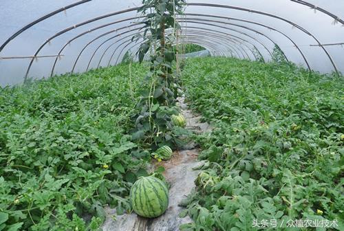 西瓜反季节栽培收益高！注意土壤水分和控制空气湿度