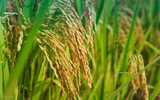 五常大米如何种植出来的？需要哪些条件呢？
