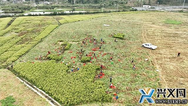 兴义市义龙新区：6.18万亩生姜喜获丰收 预计产值将达4.3亿元