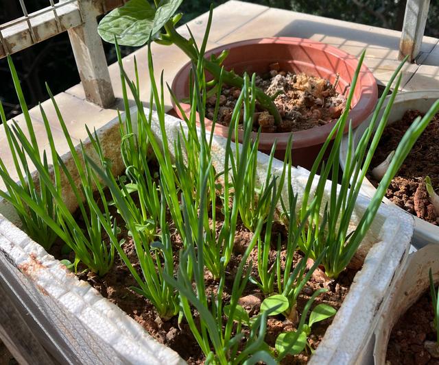 家庭如何种植小葱？教你一个方法，长势旺盛、郁郁葱葱、收获不错