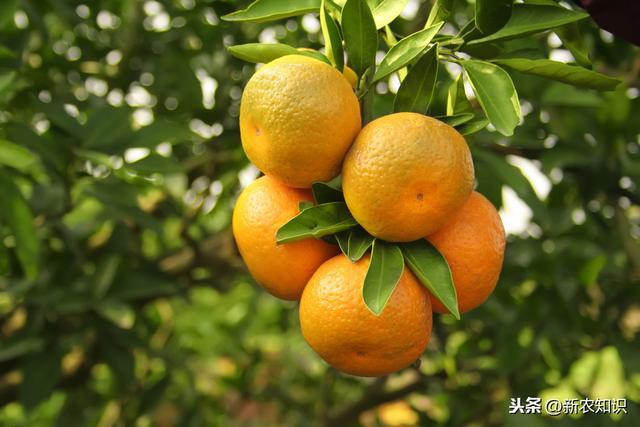 柑橘种植技术，这些方法解决你的大难题