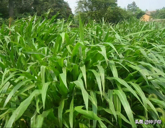 关注牧草知识：关于种植墨西哥玉米草的经济价值，种植技术介绍