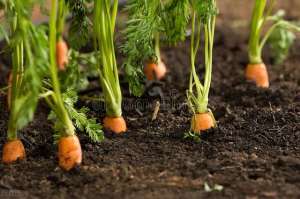 秋胡萝卜种植技术(秋天种植胡萝卜，注意这四点，才能让胡萝卜茁壮成长)