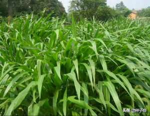 牧草玉米种植(关注牧草知识：关于种植墨西哥玉米草的经济价值，种植技术介绍)