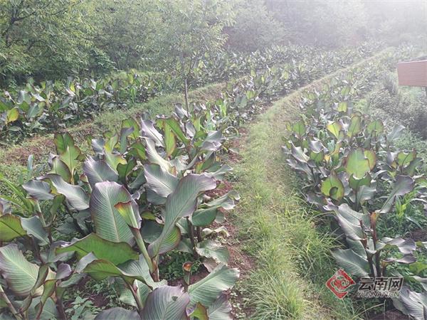 云南南华：芭蕉芋成增收“银粉粉”