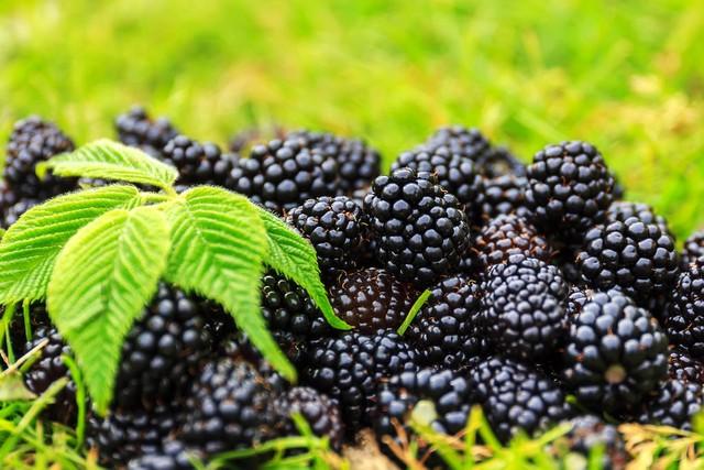 黑莓种植指南：如何在自家花园种植产量丰硕的黑莓？