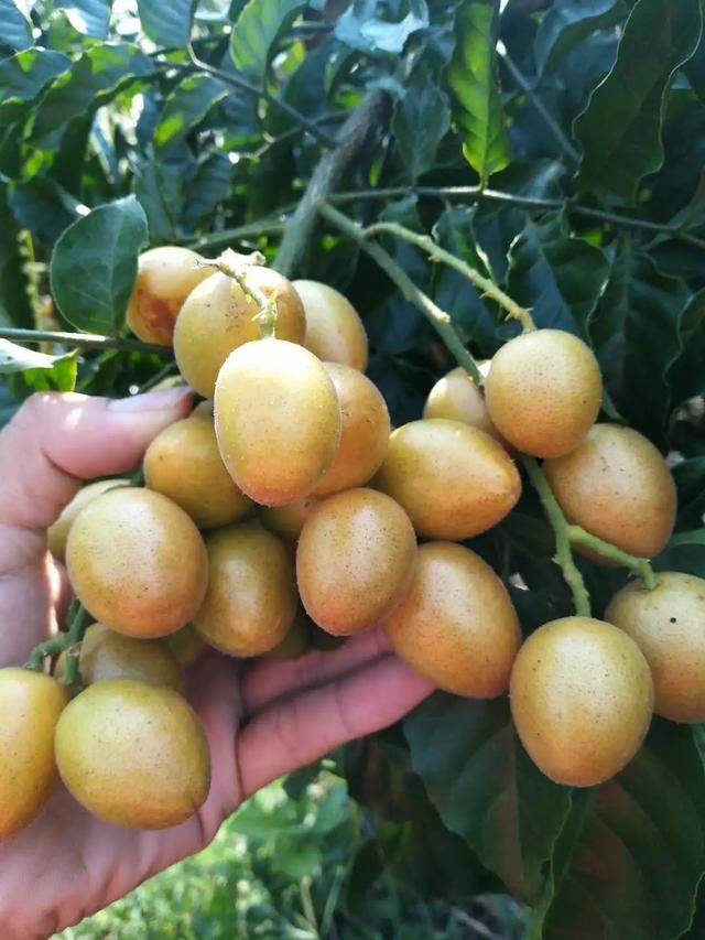黄皮果树的栽培技术