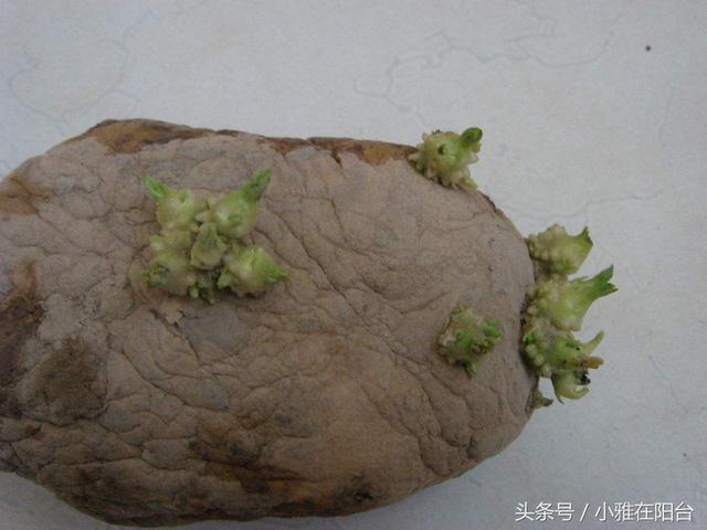 一个干瘪发芽的土豆扔土里，结了大半盆土豆，种植方法很简单