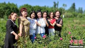 种植玫瑰的季节(“520”玫瑰花开香满园 新疆喀什逾千亩玫瑰迎客来)