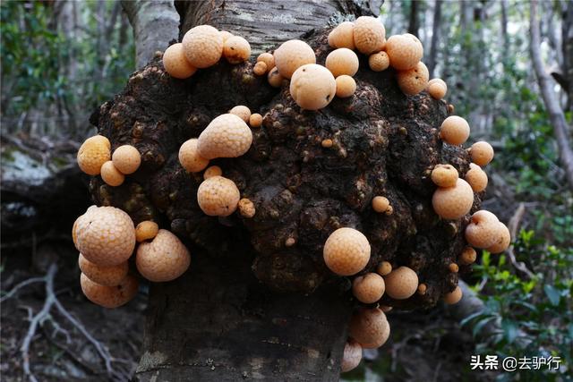 会让树“怀孕”的蘑菇：寄生在树身上，吸干树枝后才破木而出
