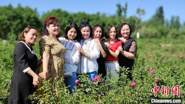 “520”玫瑰花开香满园 新疆喀什逾千亩玫瑰迎客来