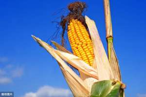 种植水果玉米的利润(种植一亩地花生和一亩地玉米，纯利润分别有多少？谁高谁低？)