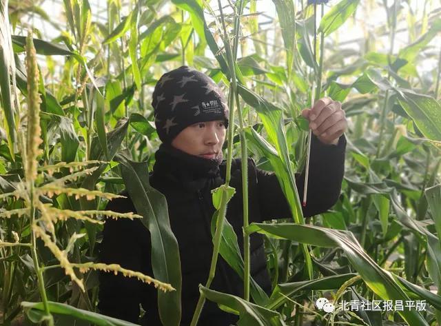 “玉”众不同！昌平首次反季节种植玉米，预计亩产1500公斤