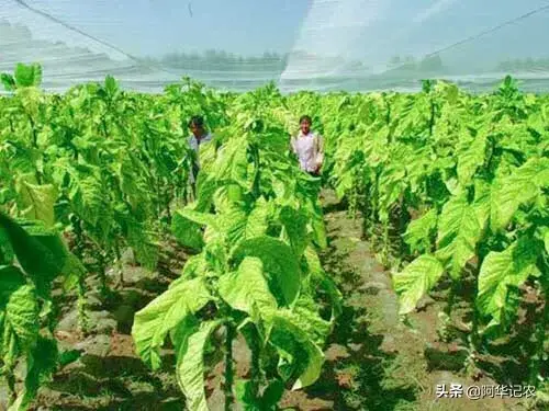 种植烟叶，掌握好施肥方法，有效提高产量