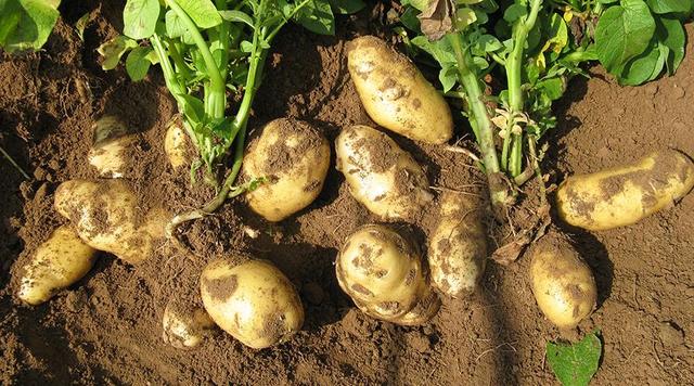 土豆好吃但总种不好？教你4个早春露天栽培技巧，产量高、品质佳