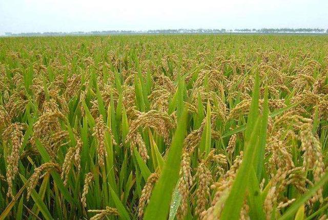 今年种植水稻的朋友，每亩投入成本多少，你算过吗？