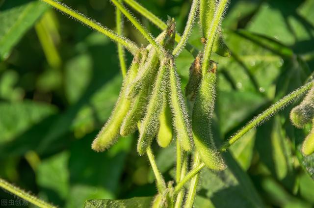 大豆种植，根部病虫害发生特点，及防治对策分析，一起来看看吧