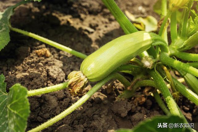 温室冬春茬西葫芦新栽培技术，有这5个关键点，种植户要做好