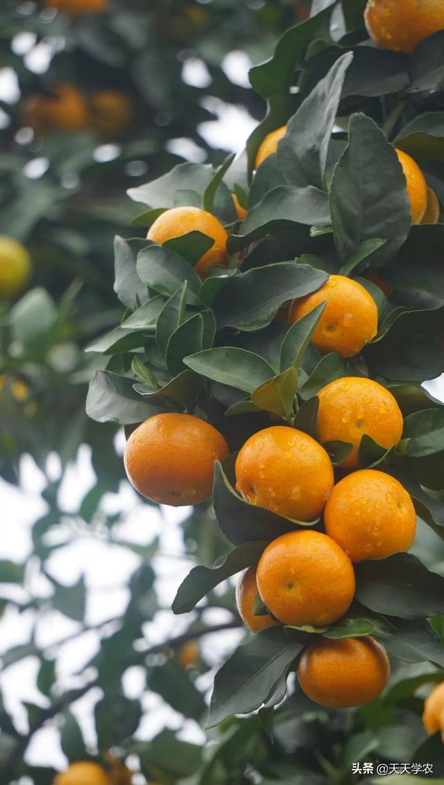 未来5年，谁是“柑橘赢家”？赚钱的果农，都绕不开这3点