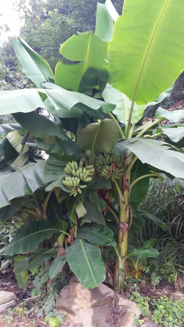 现在的人养花都爱新玩意，院里放一盆香蕉树盆栽，丰收季节长香蕉