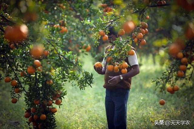 未来5年，谁是“柑橘赢家”？赚钱的果农，都绕不开这3点