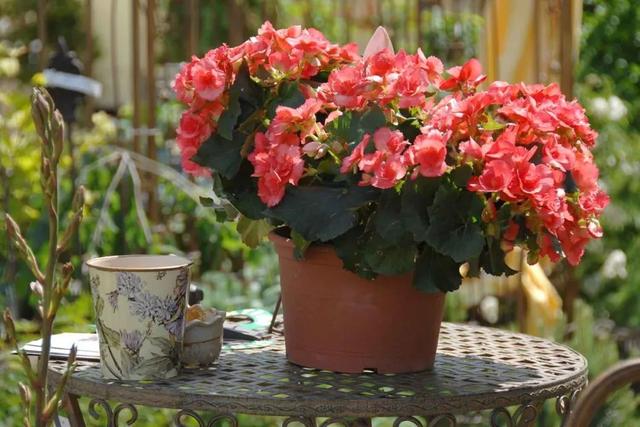 想让秋海棠盆栽养在家里保持常年开花，这几点都不可忽略