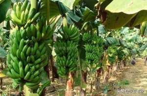 香蕉树怎么种植(香蕉栽种以及管理方法有哪些？)