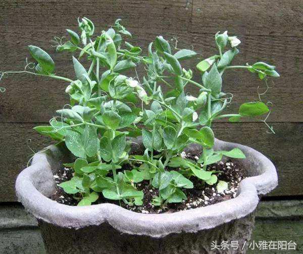 阳台种菜：丢一把豌豆在盆里，20天长成漂亮的盆栽，好吃又美观！