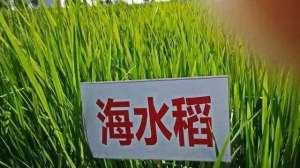 饥荒海滩种植(海水稻难吃仍大量种植，计划10年增加到1亿亩？到底是不是浪费？)