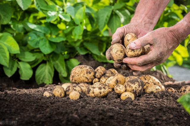 秋马铃薯栽培技术，种植新技术，学会这些高产无忧