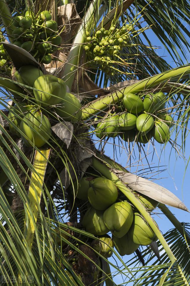 椰子树栽培技术以及病虫害防治，以下几点你绝对会用的到的？