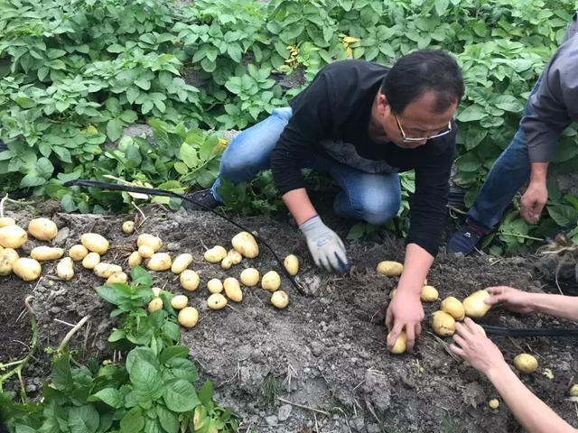 广西春耕学玉林，马铃薯产业有新成效