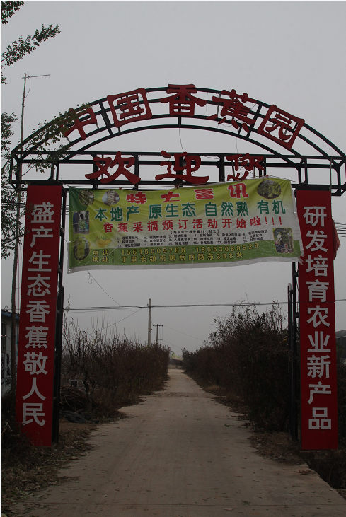 南果北植，郓城建成山东第一家“中国香蕉”园助力乡村振兴