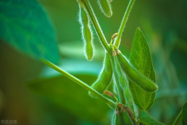 大豆种植，根部病虫害发生特点，及防治对策分析，一起来看看吧