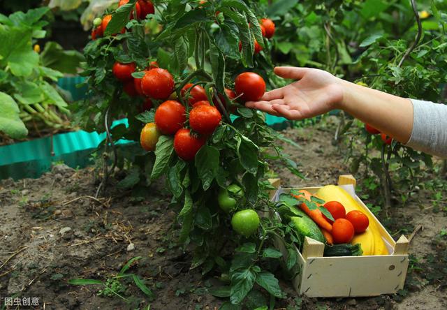 夏季种植西红柿，肥水管理很重要，影响越夏就晚了