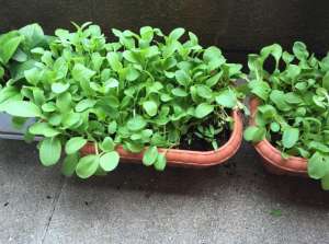 小白菜阳台种植(花盆里种小白菜，注意3个技巧，出苗整整齐齐、叶肥壮长势旺)
