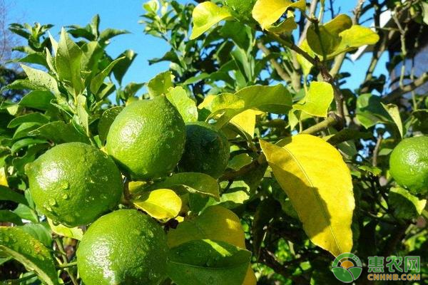 增加柠檬产量的种植技巧和注意事项