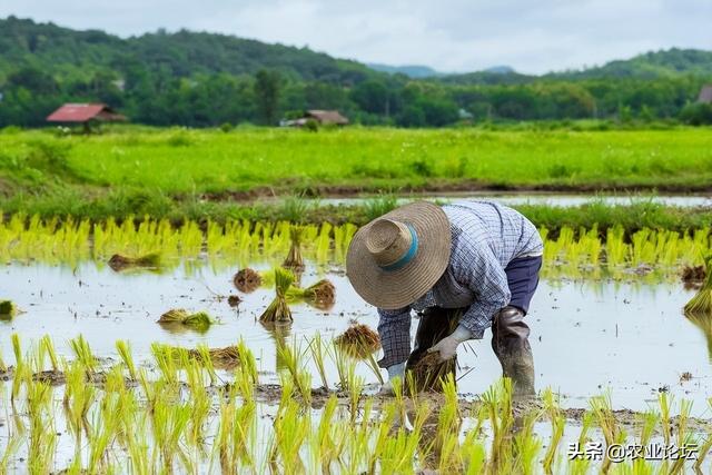 2022广西适合种植的高产水稻品种有哪些？附玉米种植推荐品种
